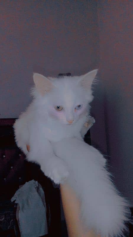 WHITE Persain Double Court cat Available Sale 1