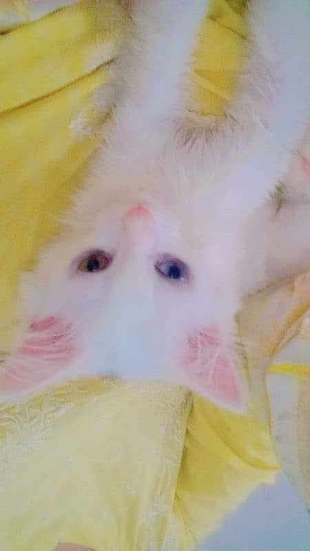 WHITE Persain Double Court cat Available Sale 2