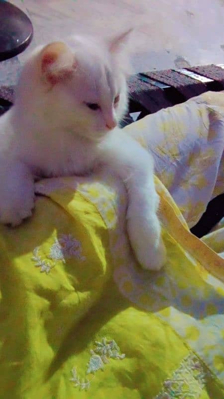 WHITE Persain Double Court cat Available Sale 4