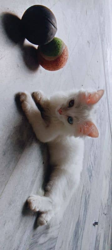 WHITE Persain Double Court cat Available Sale 5