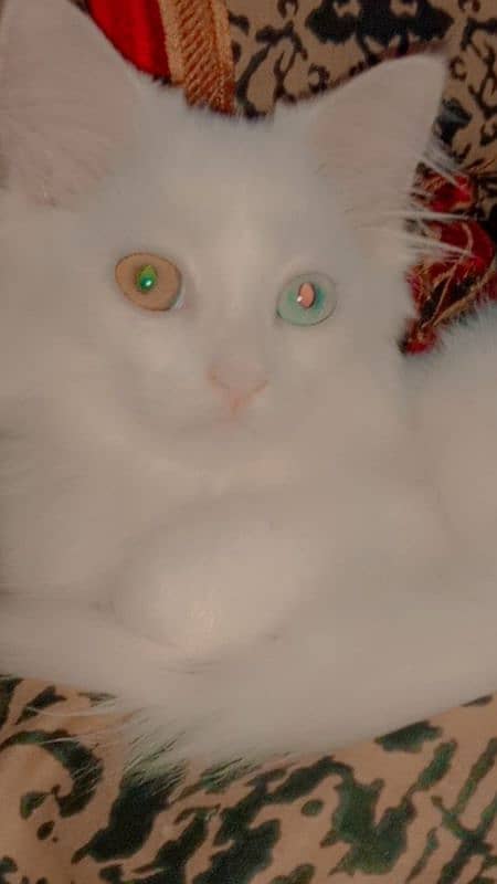 WHITE Persain Double Court cat Available Sale 6