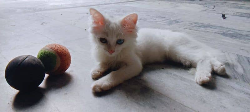 WHITE Persain Double Court cat Available Sale 9