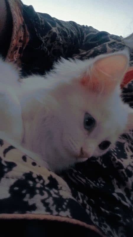 WHITE Persain Double Court cat Available Sale 11