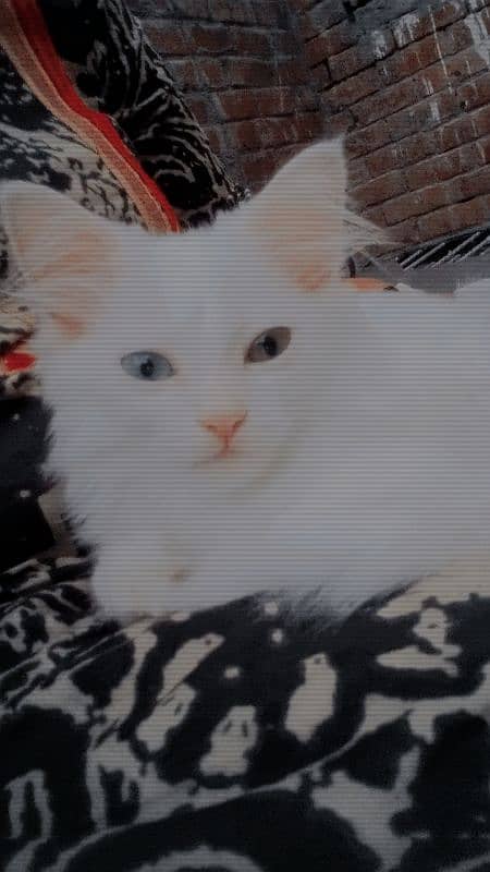 WHITE Persain Double Court cat Available Sale 12