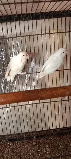 lovebirds 3 breeder pairs for sale 0