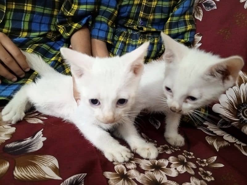 kittens 2