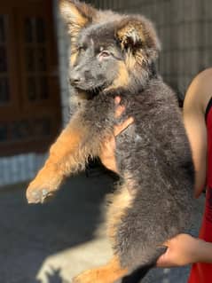 german Long coat female pup