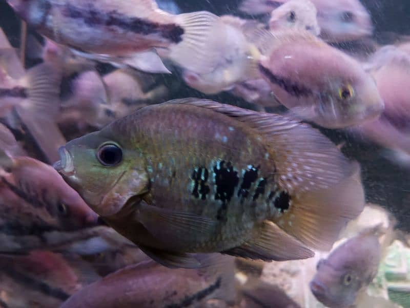 mix American chiclids 6