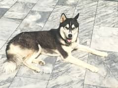 Siberian Husky for sale