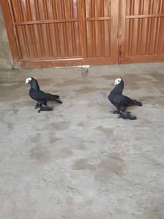 Black Mukhi pigeon for sale