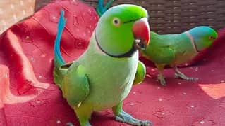 green parrot 0