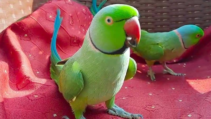 green parrot 0