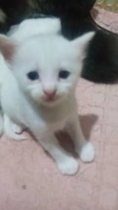 Cute white kitten with blue eyes!!