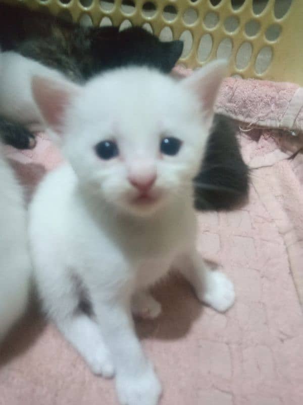 Cute white kitten with blue eyes!! 1