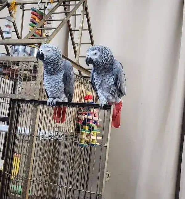 African grey parrot for sale good O3O4 _O79_O437 my WhatsApp n 0