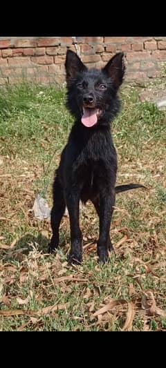 black Shepherd female 3 months for sale