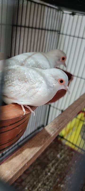 pair of beautiful doves 1