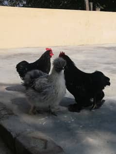 Black bantam or sussexs Male for sale 03709270458 call whatsapp