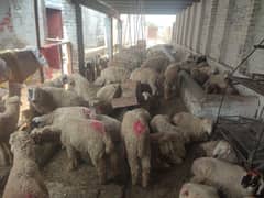 Sheeps available in bulk