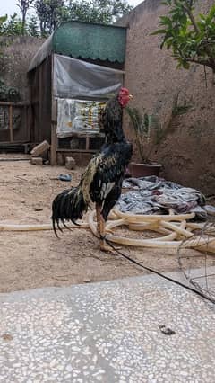 aseel and Desi hens for sale