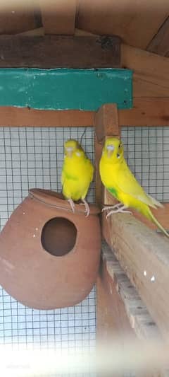 parrot pair