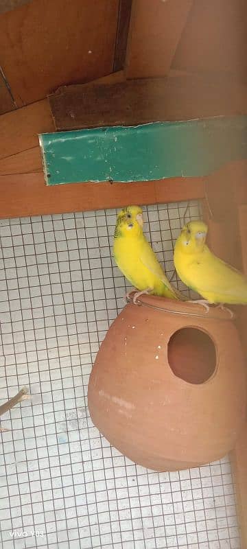 parrot pair 1