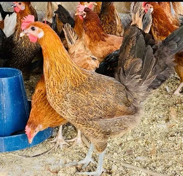 Golden silver|Misri|Desi egg laying hen| Murgi|female|pathi 11