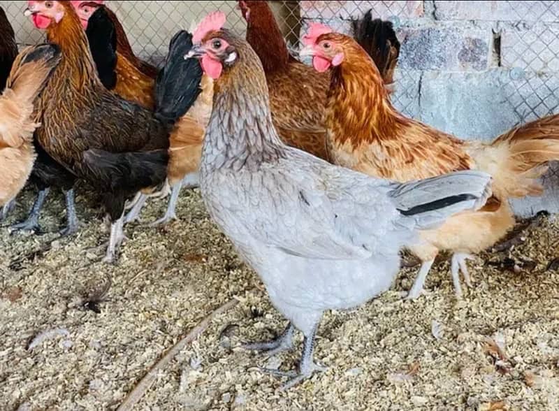 Golden silver|Misri|Desi egg laying hen| Murgi|female|pathi 13