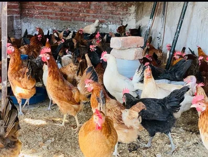 Golden silver|Misri|Desi egg laying hen| Murgi|female|pathi 14