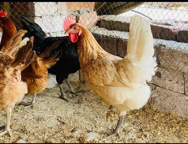 Golden silver|Misri|Desi egg laying hen| Murgi|female|pathi 15