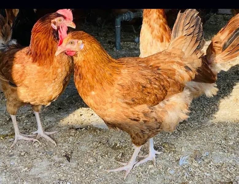 Golden silver|Misri|Desi egg laying hen| Murgi|female|pathi 16