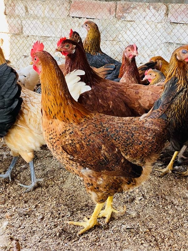 Golden silver|Misri|Desi egg laying hen| Murgi|female|pathi 18