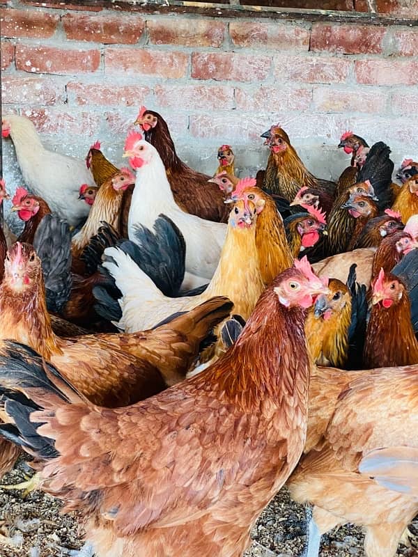 Golden silver|Misri|Desi egg laying hen| Murgi|female|pathi 1