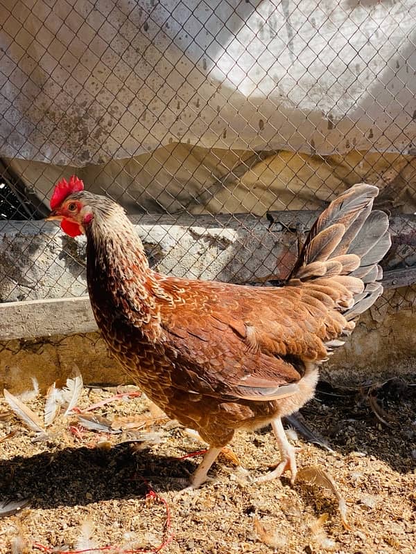 Golden silver|Misri|Desi egg laying hen| Murgi|female|pathi 19