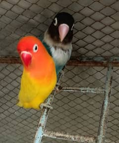 lovebird breeder pair for sale and green parrot pair