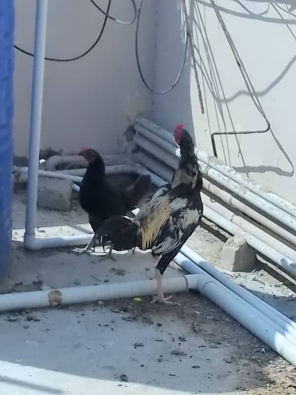 aseel java hen with 3 females 1 aseel with 3 chicks 9 days old and 1 1