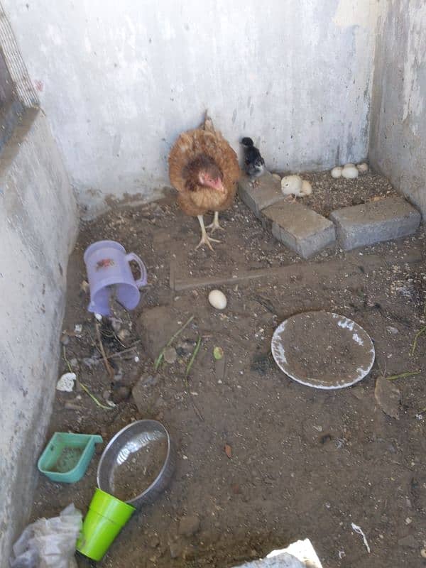 aseel java hen with 3 females 1 aseel with 3 chicks 9 days old and 1 3