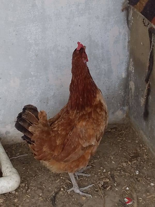 aseel java hen with 3 females 1 aseel with 3 chicks 9 days old and 1 5