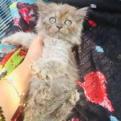 cute kitten 8000 trip cod kitten mix clour