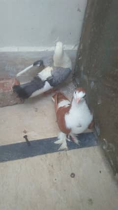 pigeons for sell