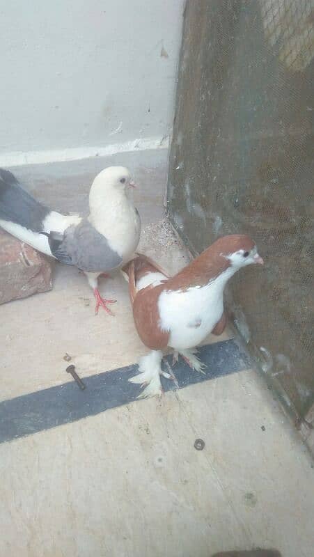 pigeons for sell 1