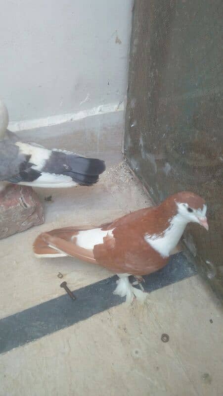 pigeons for sell 2