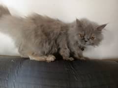 Persian cat / Persian kittens /  double coat  / punch face / Cat