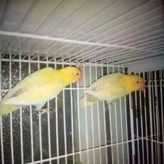 breeder pair for sale 03298394346