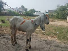 2025 qurbani bakry 0