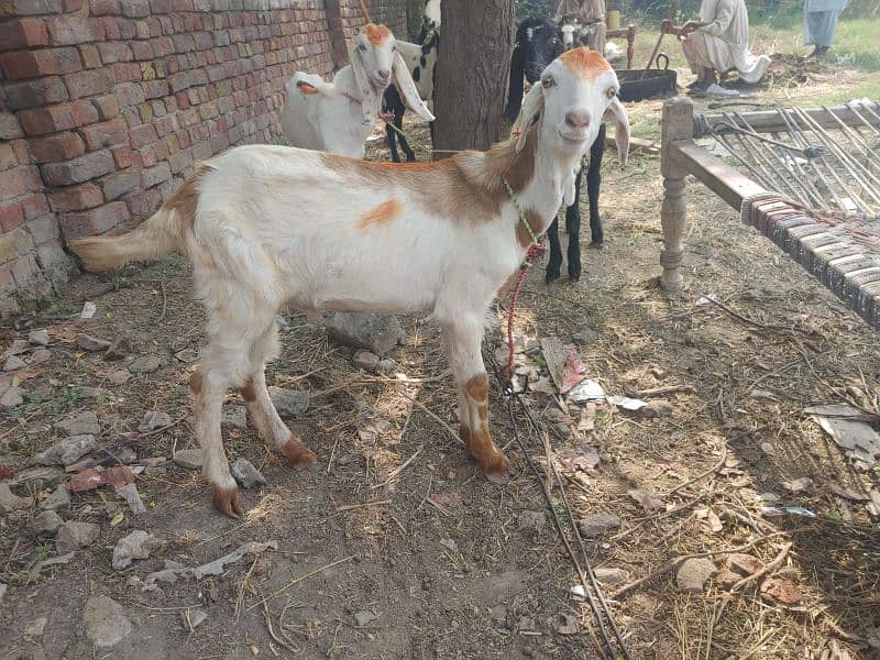 2025 qurbani bakry 1