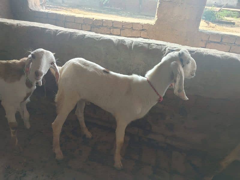 2025 qurbani bakry 3