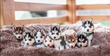 husky puppies available 03429703700