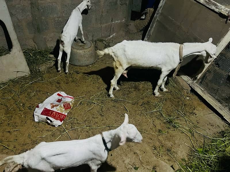 bakri 2 female bache ha chara kahte ha 1