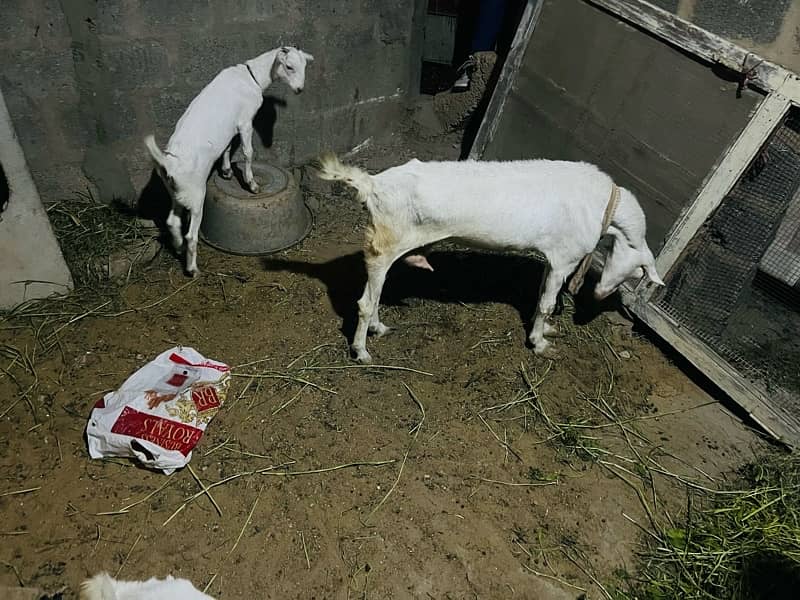 bakri 2 female bache ha chara kahte ha 7